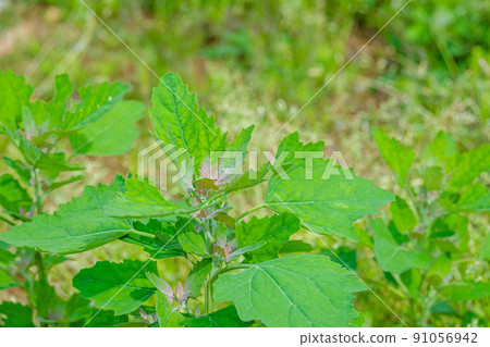 Shizza Shizza 91056942