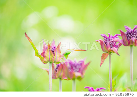猩紅色蜂膠松秋香 猩紅色蜂膠松秋香 91056970