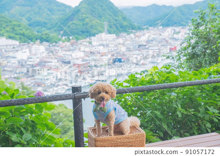 Shimoda Port and dogs Shimoda Port and dogs 91057172