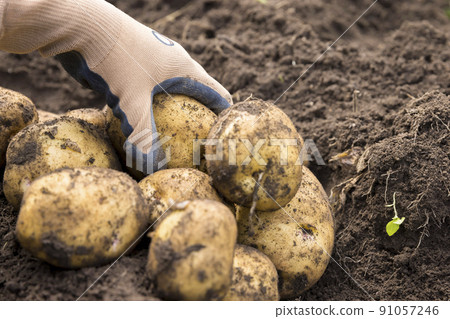小學生在馬鈴薯地裡親手摘土豆 北明里 小學生在馬鈴薯地裡親手摘土豆 北明里 91057246