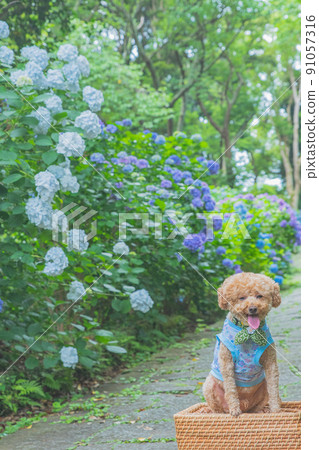 Hydrangea and dog Hydrangea and dog 91057316