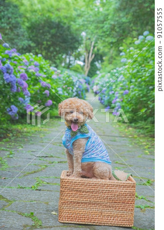 繡球花和狗 91057555