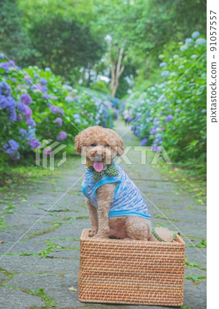 繡球花和狗 91057557