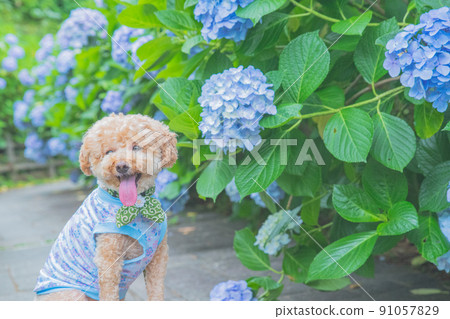 Hydrangea and dog Hydrangea and dog 91057829