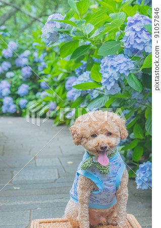 Hydrangea and dog Hydrangea and dog 91057846