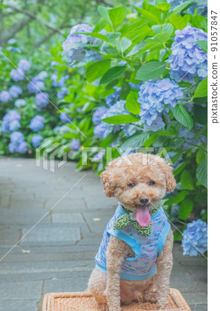 Hydrangea and dog Hydrangea and dog 91057847