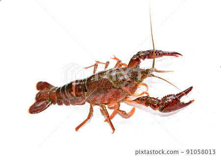 American crayfish American crayfish 91058013
