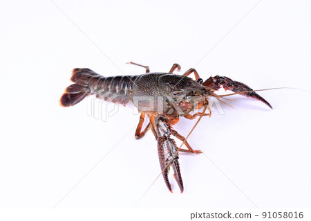 American crayfish 91058016