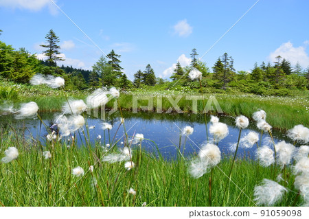 Eriophorum vaginalis blooming marsh pond 91059098