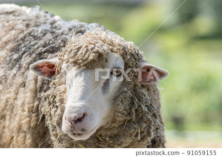 Fluffy sheep Fluffy sheep 91059155