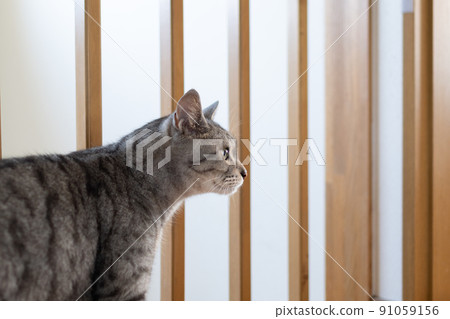 The staring cat, the Sabatra cat The staring cat, the Sabatra cat 91059156