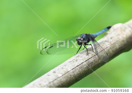 Dragonfly perched on a bamboo stick 91059168