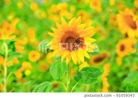 Hamdeok Seoubong Beach, Seoubong, Hamdeok Beach, Swimming, Climbing, Camping, White Sand Beach, Summer Resort, Hamdeok Seoubong Beach, Seoubong, Hamdeok Beach, Swimming, Climbing, Camping, White Sand Beach, Summer Resort, 91059343