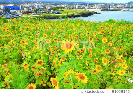 Hamdeok Seoubong Beach, Seoubong, Hamdeok Beach, Swimming, Climbing, Camping, White Sand Beach, Summer Resort, 91059345