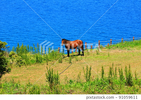 Hamdeok Seoubong Beach, Hamdeok Beach, Seoubong Peak, swimming, walking, climbing, horse, Jeju horse, white sand beach, summer resort, Hamdeok Seoubong Beach, Hamdeok Beach, Seoubong Peak, swimming, walking, climbing, horse, Jeju horse, white sand beach, summer resort, 91059611