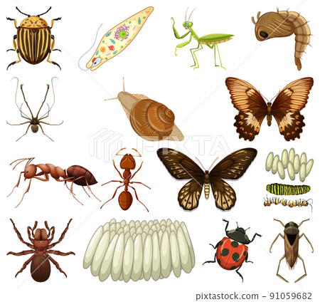 Different kinds of insects and animals on white background 91059682