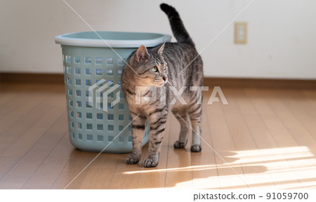 The staring cat, the Sabatra cat The staring cat, the Sabatra cat 91059700