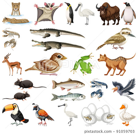 Different kinds of animals collection 91059703