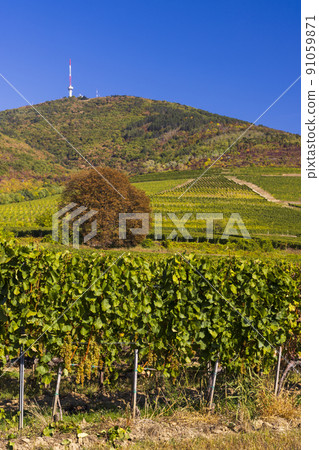 Autumn vineyard and Tokaji-hegy (513 m), Tokaj region, Great Plain and North, Hungary Autumn vineyard and Tokaji-hegy (513 m), Tokaj region, Great Plain and North, Hungary 91059871