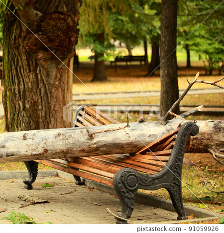 A tree crushed a bench in the park 91059926