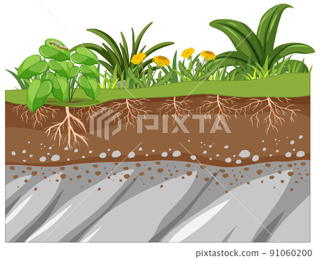 Scientific education of plant and its root 91060200