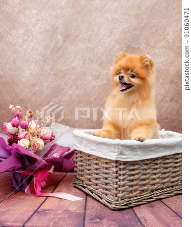 a pomeranian dog sits in a rattan basket, next to a bouquet of flowers on a vintage background. The concept of a festive mood a pomeranian dog sits in a rattan basket, next to a bouquet of flowers on a vintage background. The concept of a festive mood 91060471
