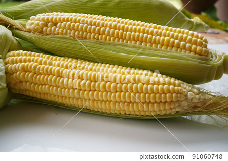 Fresh corn or maize isolated in white background. Fresh corn or maize isolated in white background. 91060748