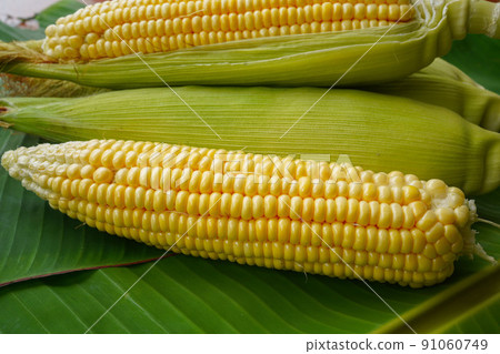 Cobs of ripe raw corn lay on a green banana leaf. Cobs of ripe raw corn lay on a green banana leaf. 91060749