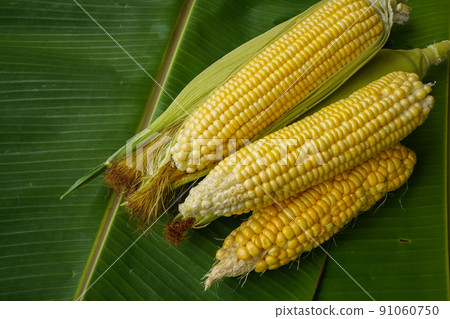 Cobs of ripe raw corn lay on a green banana leaf. Cobs of ripe raw corn lay on a green banana leaf. 91060750