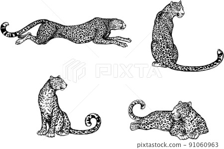Set of hand drawn sketch style leopards isolated on white background. Vector illustration. Set of hand drawn sketch style leopards isolated on white background. Vector illustration. 91060963
