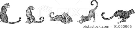 Set of hand drawn sketch style leopards isolated on white background. Vector illustration. Set of hand drawn sketch style leopards isolated on white background. Vector illustration. 91060966