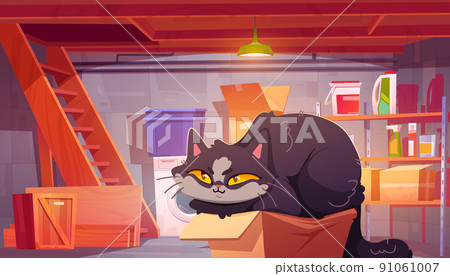 House basement with cute ca in cardboard box 91061007