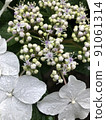  繡球花 91061314