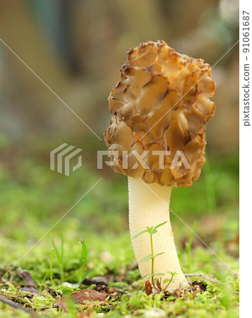 Ecological photographs of morels 91061687