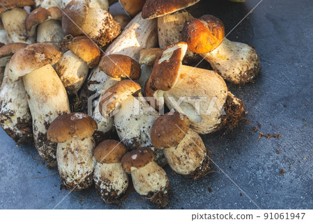 Autumn fall composition. Raw edible mushrooms Penny Bun on dark black stone shale background. Ceps over gray table. Cooking delicious organic mushroom gourmet food. Flat lay top view 91061947