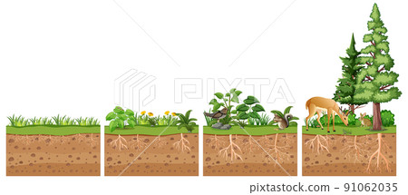 Scientific education of plant and its root 91062035