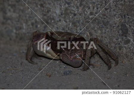 黑本慶賀 91062127