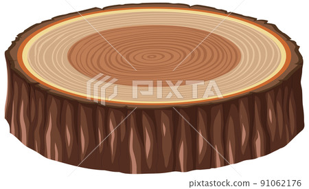 Anatomy of tree trunk Anatomy of tree trunk 91062176