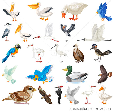 Different kinds of birds collection 91062224