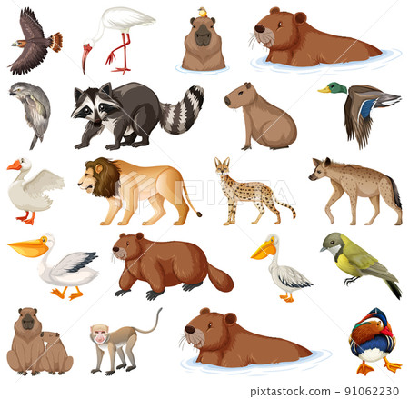 Different kinds of animals collection 91062230