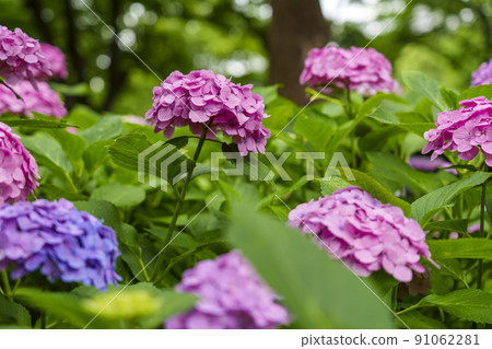 Beautiful hydrangea in Osaka Castle Park Hydrangea Beautiful hydrangea in Osaka Castle Park Hydrangea 91062281