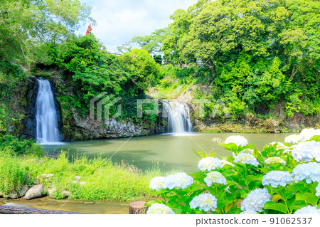 Hydrangea and Todoroki Falls, Ureshino City, Saga Prefecture 91062537