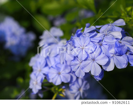 Ruffing up of flowers 91062611