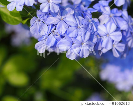 Ruffing up of flowers 91062613