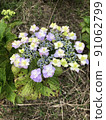  繡球花 91062799