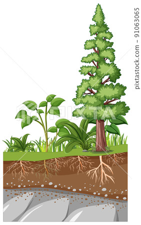 Scientific education of plant and its root Scientific education of plant and its root 91063065
