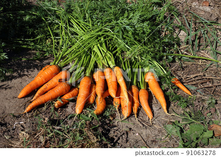 Carrots harvest on field 91063278