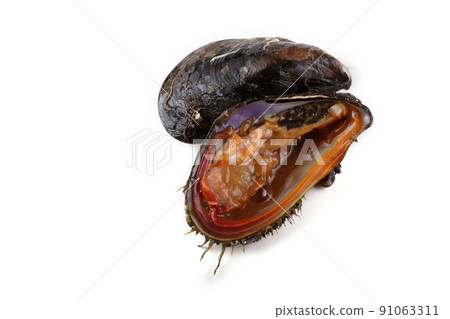 Mussel and opened mussel Mussel and opened mussel 91063311