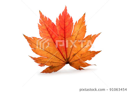 Autumn maple leaf 91063454