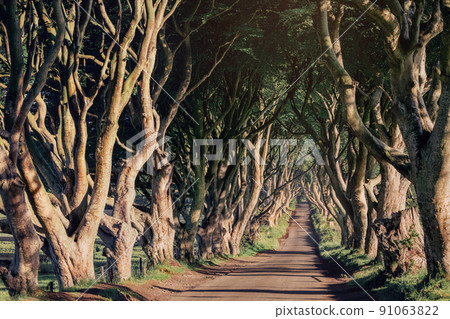 Morning sunlight in beech alley The Dark Hedges, County Antrim in Northern Ireland, UK Morning sunlight in beech alley The Dark Hedges, County Antrim in Northern Ireland, UK 91063822